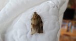 Choristoneura hebenstreitella
