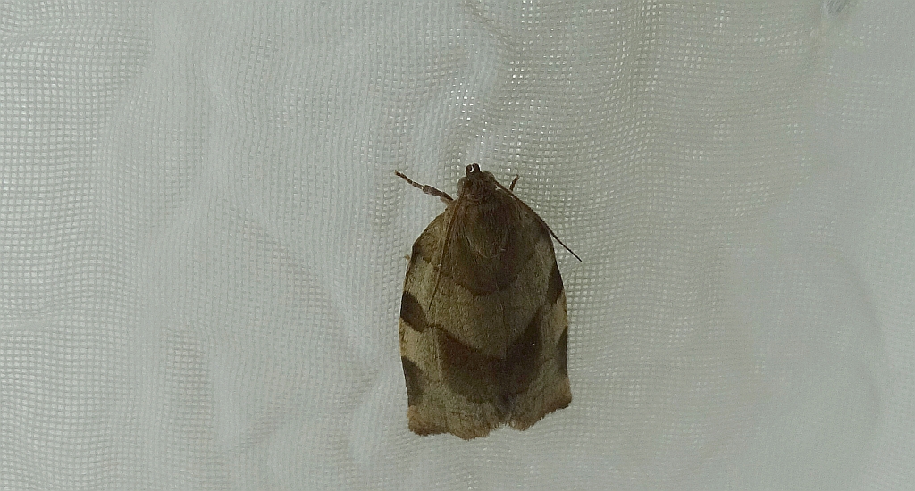 Choristoneura hebenstreitella
