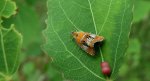 Olethreutes arcuella