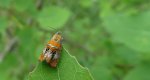 Olethreutes arcuella