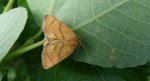 Ślimakówka pomrowik (Apoda limacodes)
