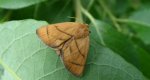 Ślimakówka pomrowik (Apoda limacodes)
