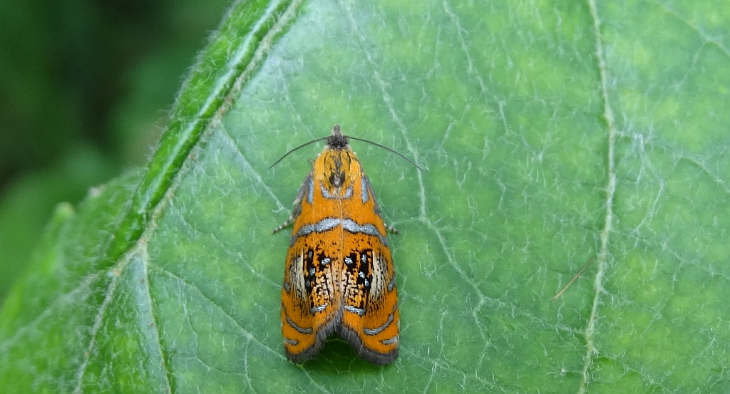 Olethreutes arcuella