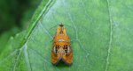 Olethreutes arcuella