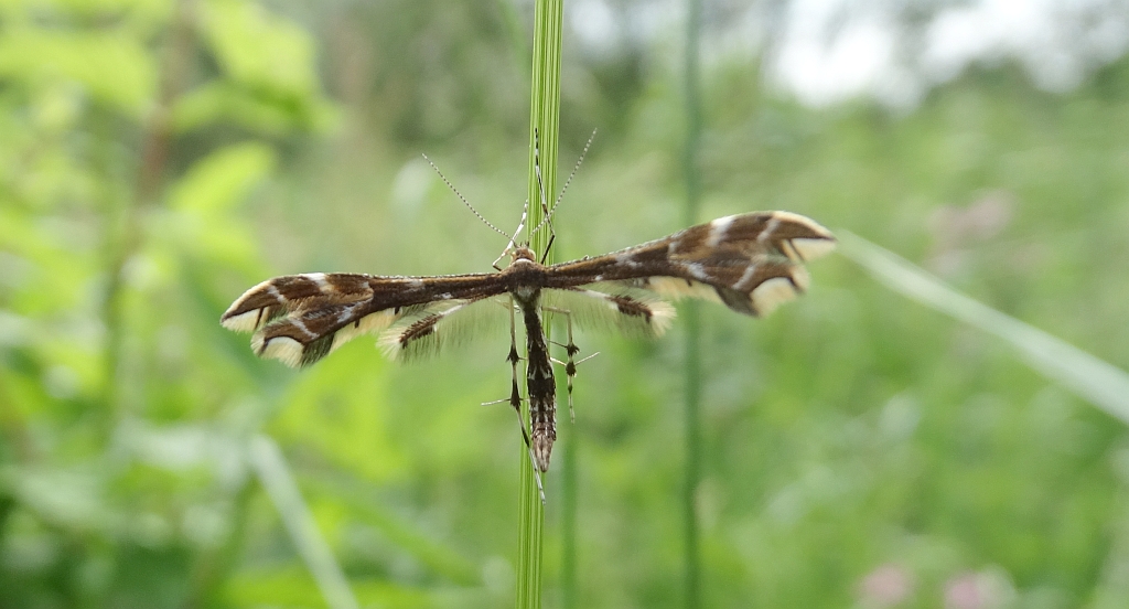 Geina didactyla