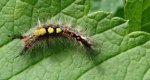 Znamionówka starka (Orgyia antiqua)