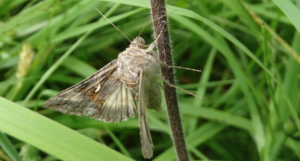 Autographa mandarina