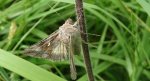 Autographa mandarina