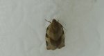 Choristoneura hebenstreitella
