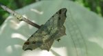Witalnik zmiennik (Macaria alternata)