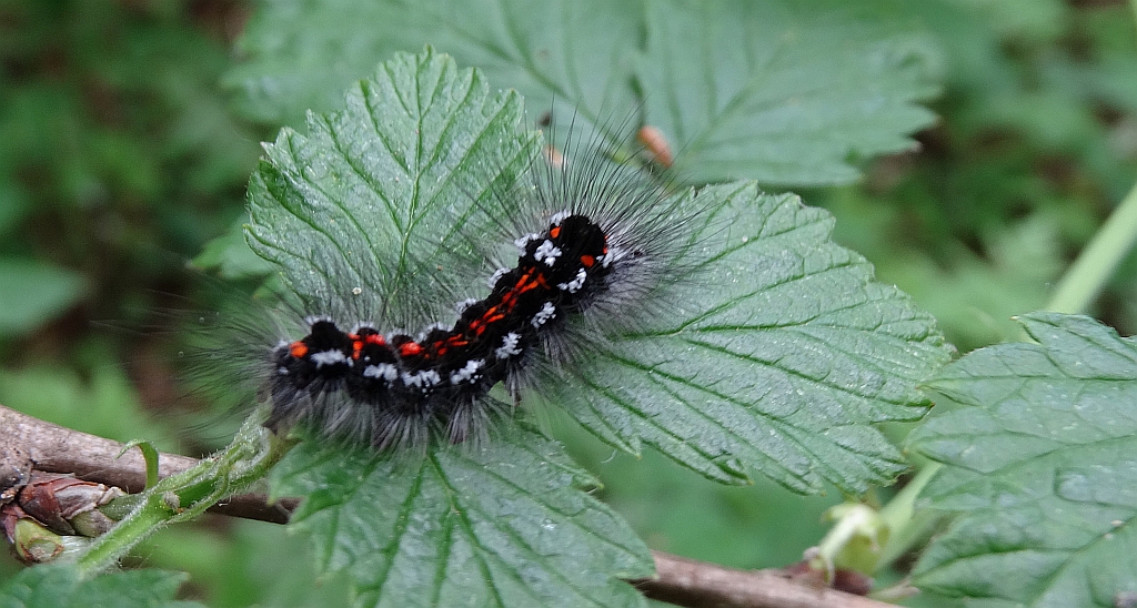 Kuprówka złotnica (Euproctis similis)