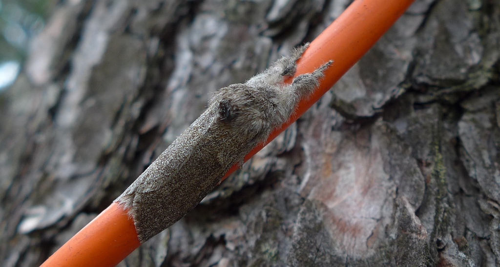 Szczotecznica szarawka (Calliteara pudibunda syn. Dasychira pudibunda)