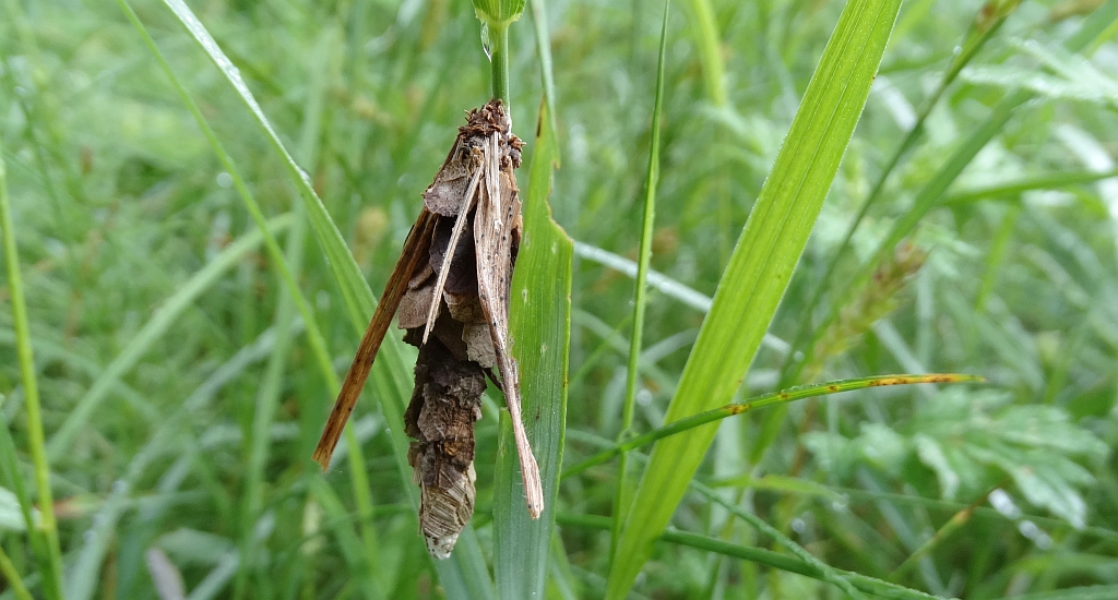 Canephora hirsuta