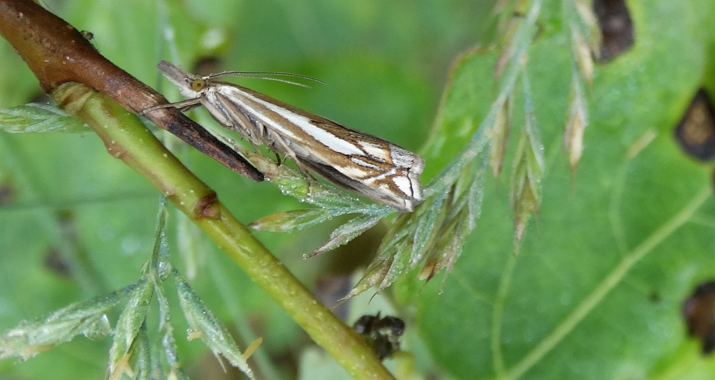 Crambus pratella