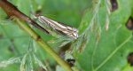 Crambus pratella