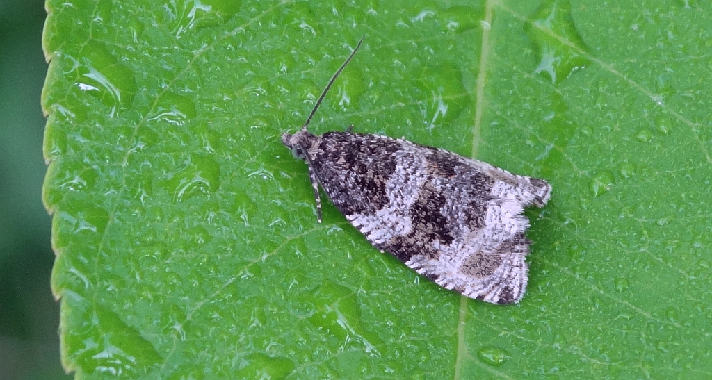 Celypha lacunana
