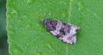 Celypha lacunana