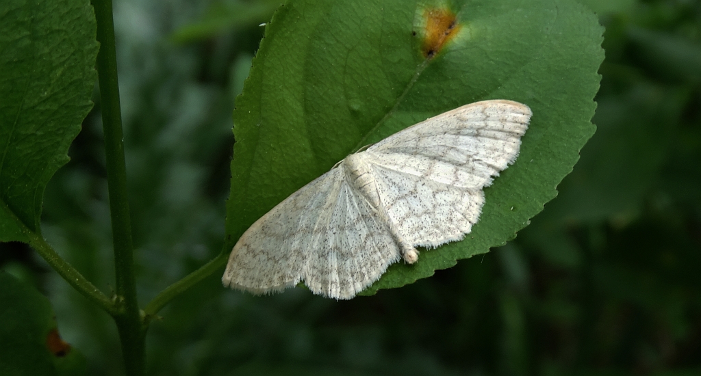 Wątlak siwinek (Scopula incanata)