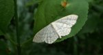 Wątlak siwinek (Scopula incanata)