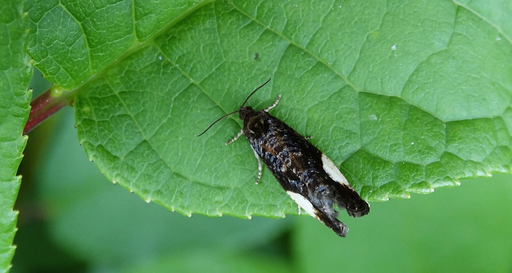 Hedya dimidiana