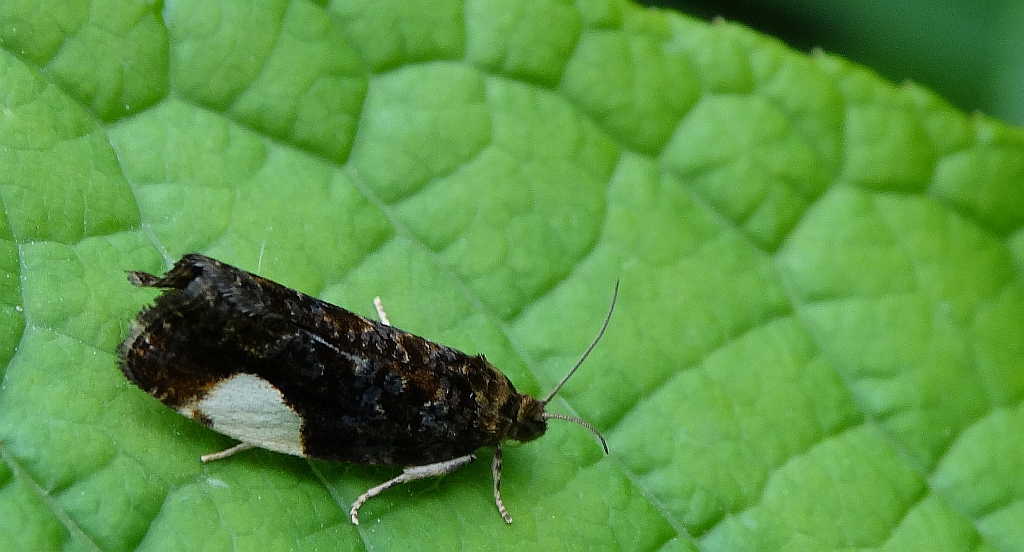 Hedya dimidiana