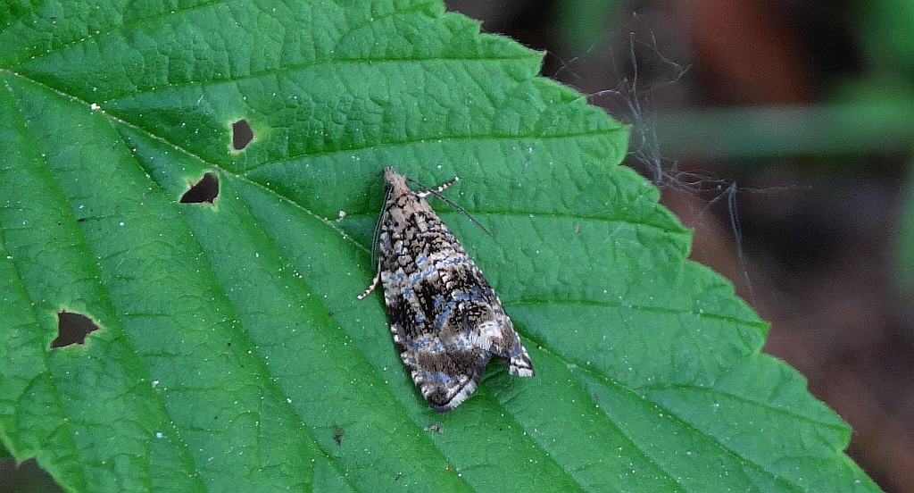 Celypha lacunana
