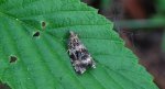 Celypha lacunana