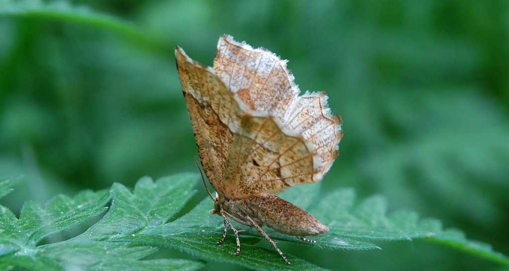 Cefis borówczak (Cepphis advenaria)
