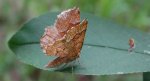 Cefis borówczak (Cepphis advenaria)