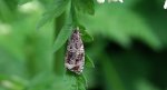 Celypha lacunana