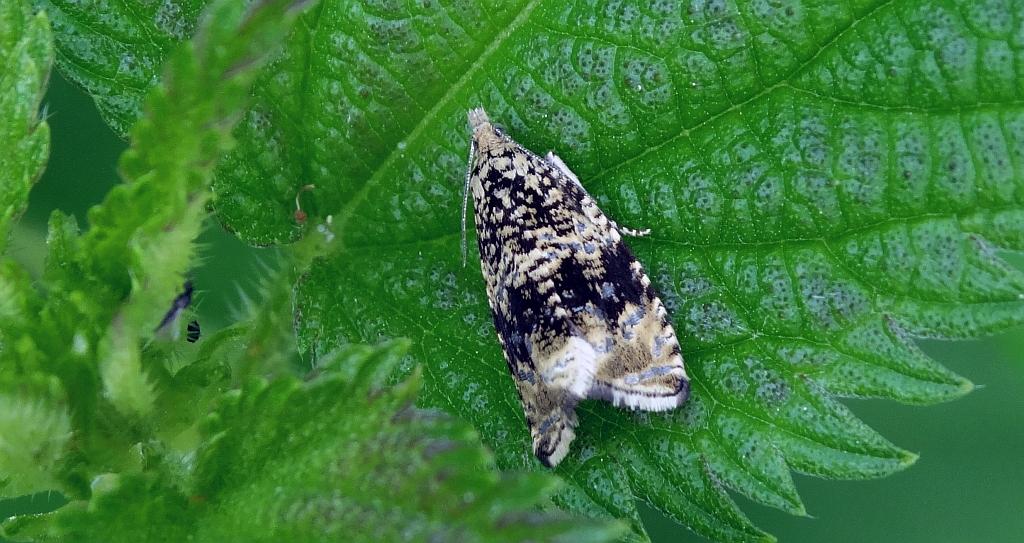 Celypha lacunana