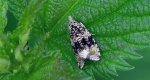 Celypha lacunana