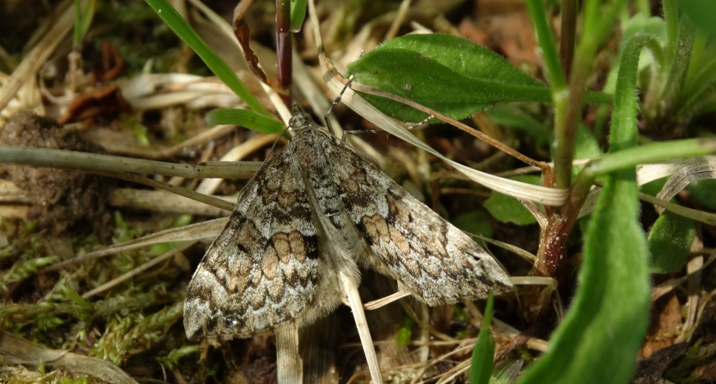 Paśnik obcinek (Dysstroma truncata)