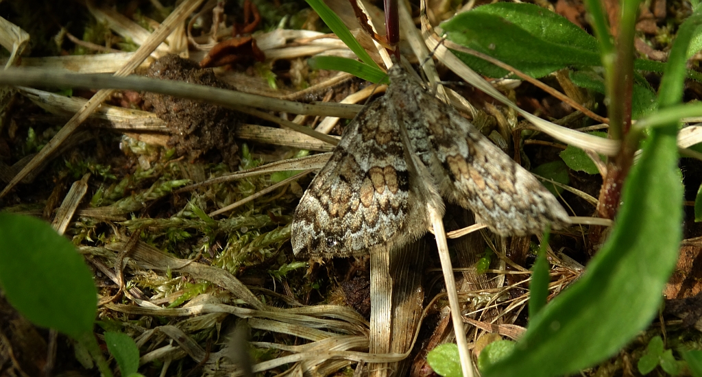Paśnik obcinek (Dysstroma truncata)