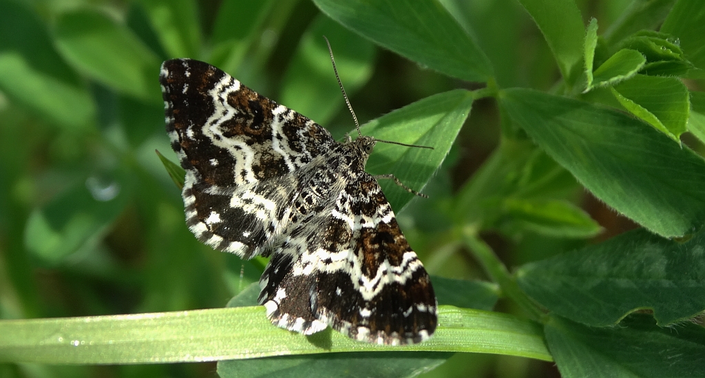 Paśnik posmutek (Epirrhoe tristata)
