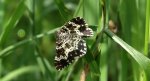 Paśnik posmutek (Epirrhoe tristata)