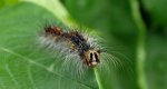 Brudnica nieparka (Lymantria dispar)