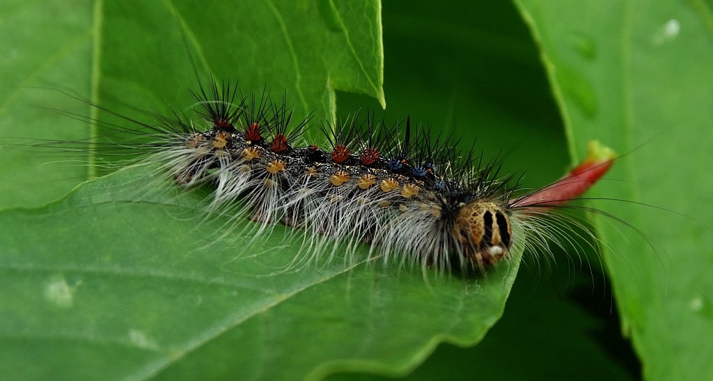 Brudnica nieparka (Lymantria dispar)