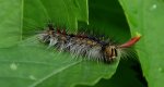 Brudnica nieparka (Lymantria dispar)