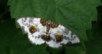 Plamiec leśniak (Abraxas sylvata)