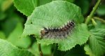 Brudnica nieparka (Lymantria dispar)