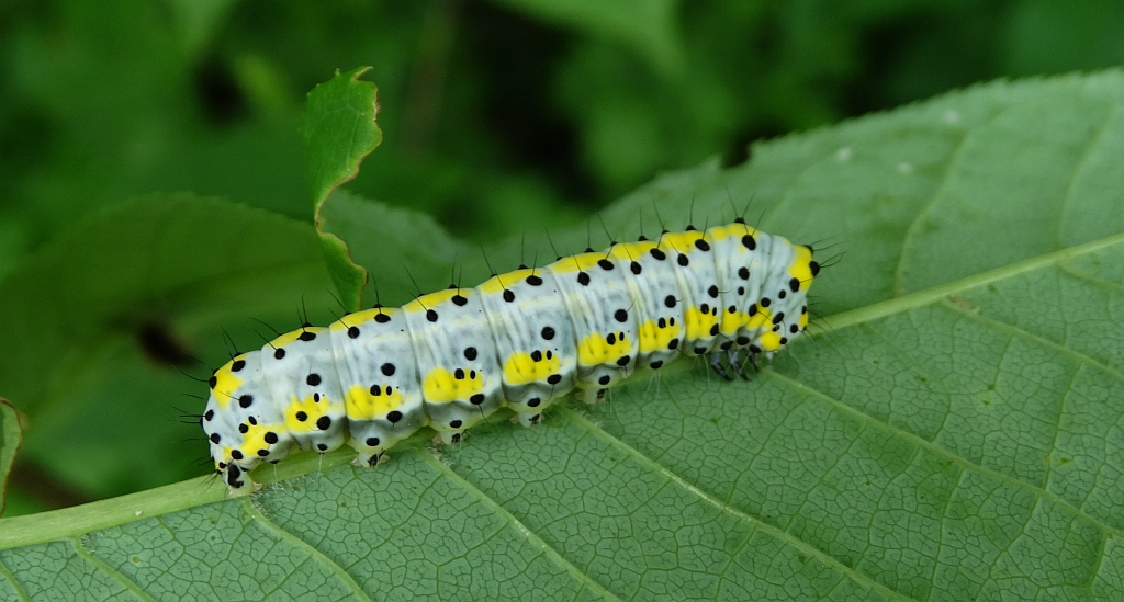Bielmica sinogłówka (Diloba caeruleocephala)