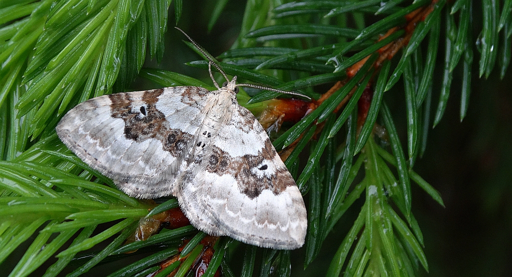 Paśnik nagórek (Xanthorhoe montanata)