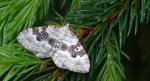 Paśnik nagórek (Xanthorhoe montanata)