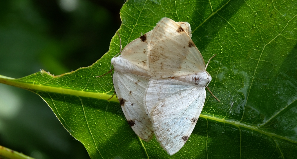 Ciemnokres dwuplamek (Lomographa bimaculata)