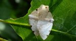 Ciemnokres dwuplamek (Lomographa bimaculata)