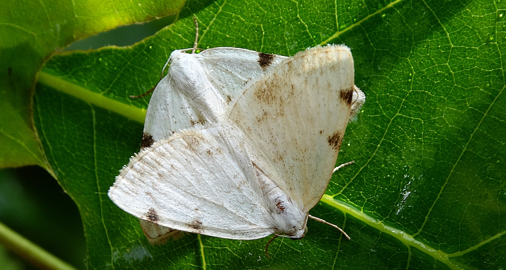 Ciemnokres dwuplamek (Lomographa bimaculata)