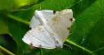 Ciemnokres dwuplamek (Lomographa bimaculata)