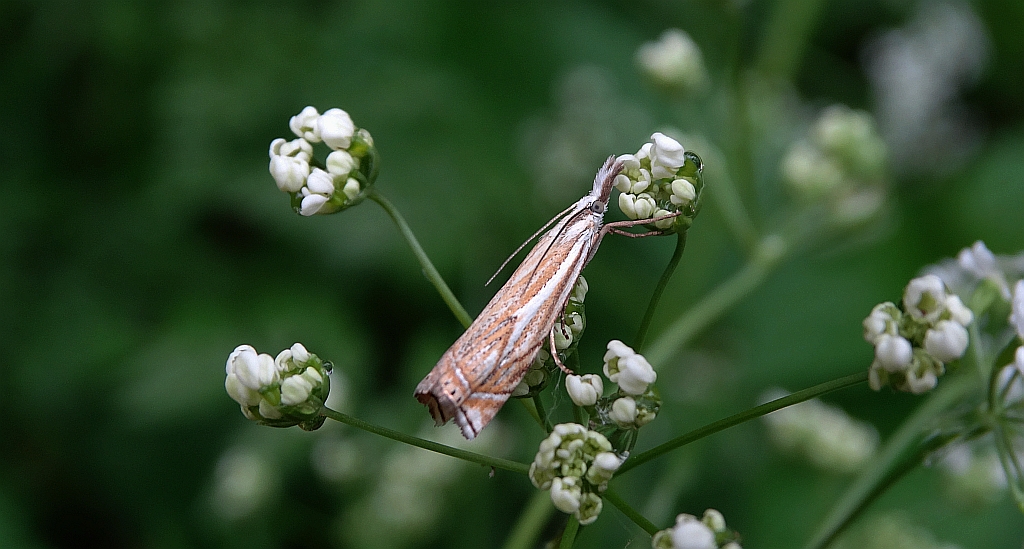 Crambus lathoniellus