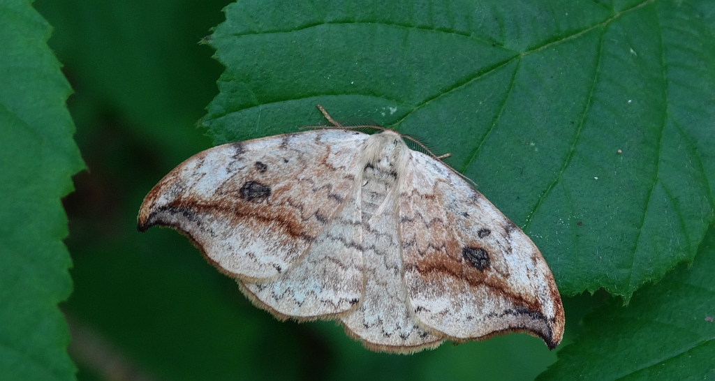 Wycinka sierpianka (Drepana falcataria)